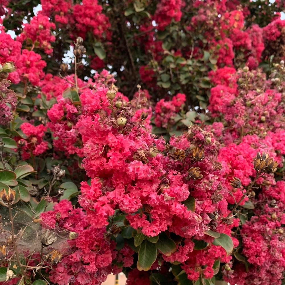 Meet your Posher, Rosemarie